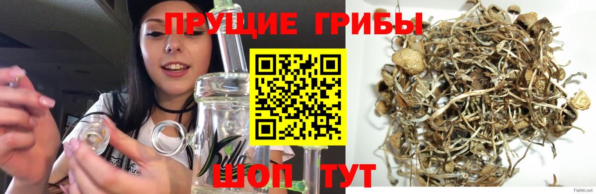 Псилоцибиновые грибы Psilocybine cubensis  Вход с VPN  Куйбышев 